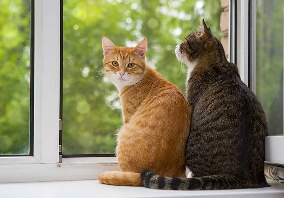 La ciencia asegura que esta es la raza de gato más longeva tras analizar a 8.000 felinos