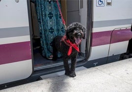 Vacaciones con el perro: consejos para viajar con la mascota en tren, barco o avión