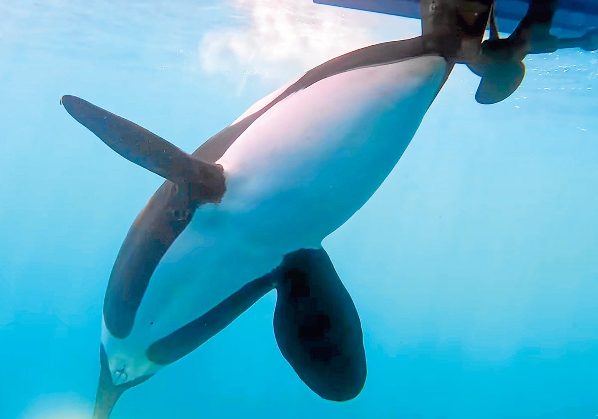 Una orca se acerca al timón de un barco