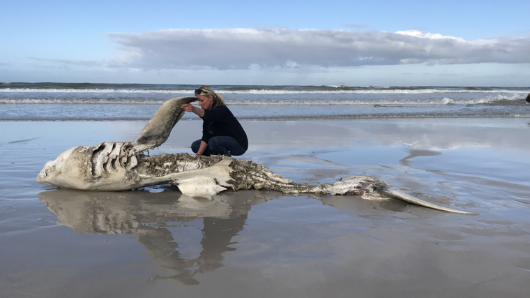 Alison Towner, con el cadáver de un gran tiburón blanco, arrastrado a la costa tras el ataque de una orca