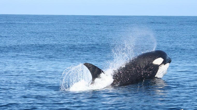 Orca en el entorno del Estrecho