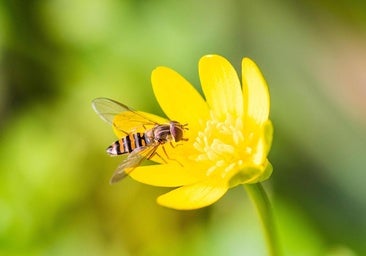 Los agricultores, contra la ley de Restauración de la Naturaleza: «Es una puñalada por la espalda»