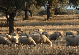 Los países de la UE aprueban la polémica ley de Restauración de la Naturaleza