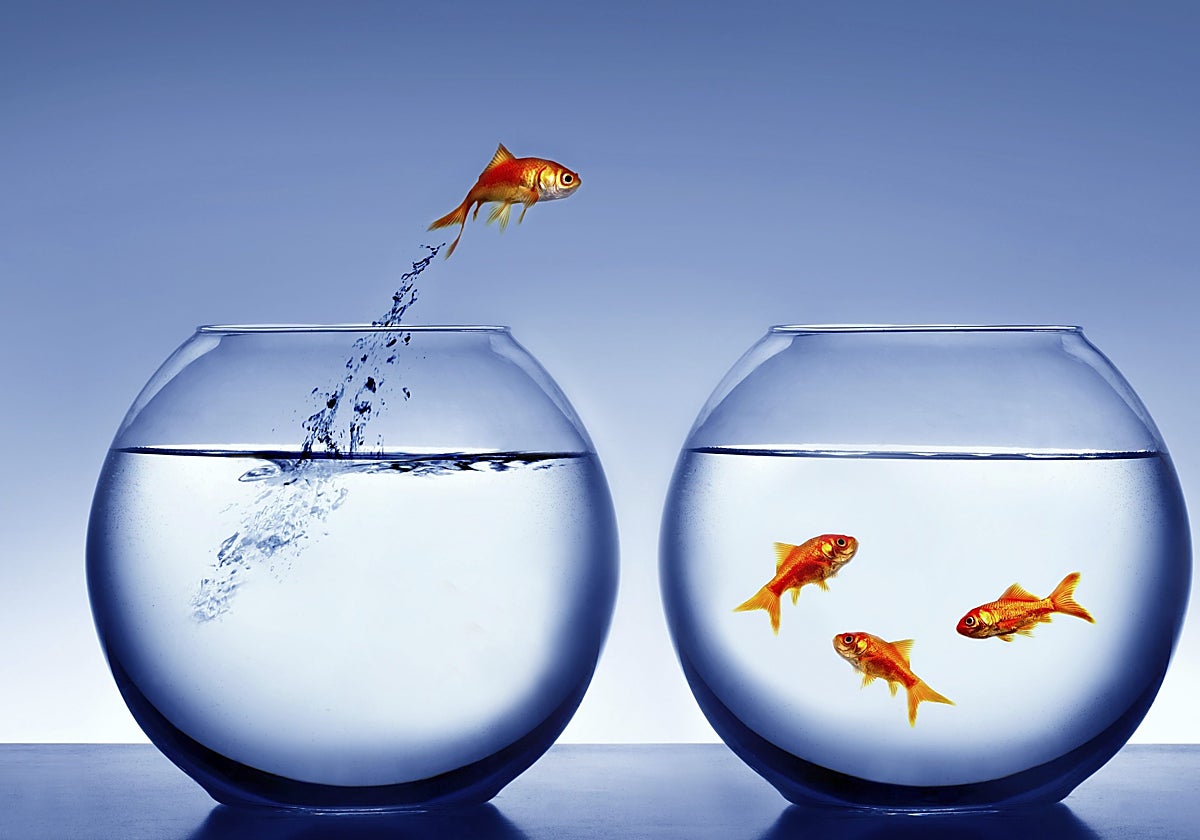 Imagen de archivo de dos peceras