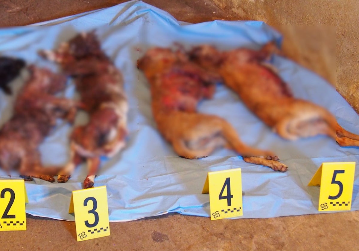 Cadáveres de los perros maltratados