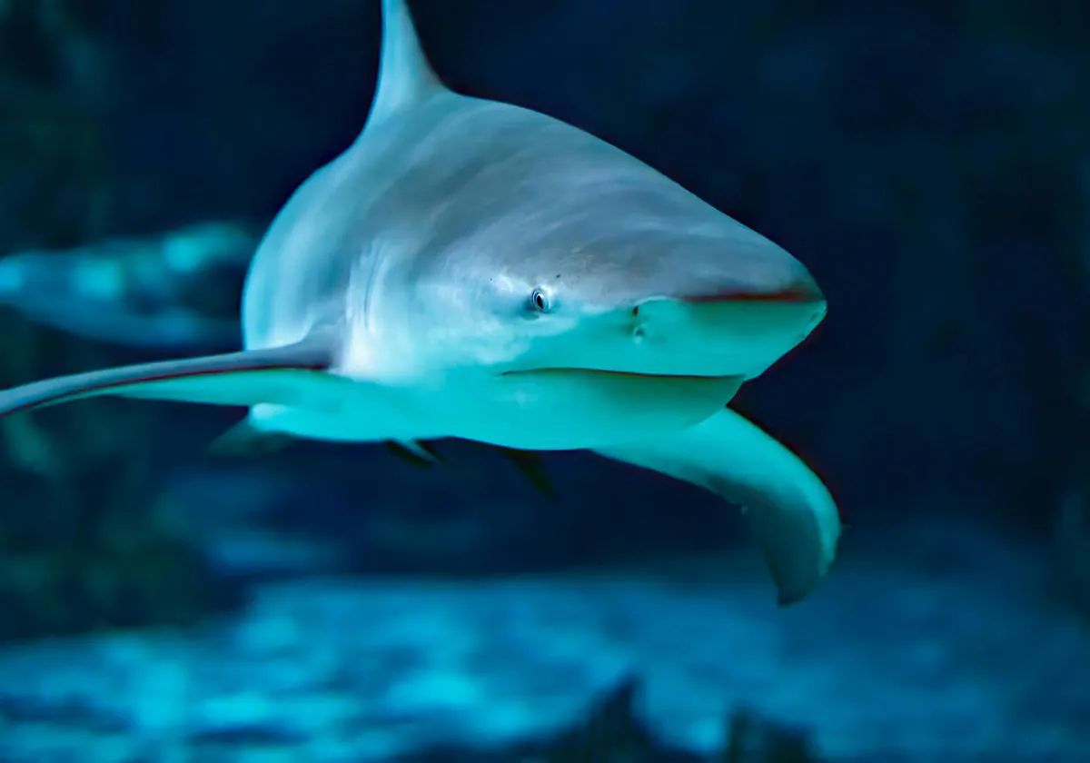 Estas son las zonas de España donde hay más posibilidades de que aparezcan  tiburones en la