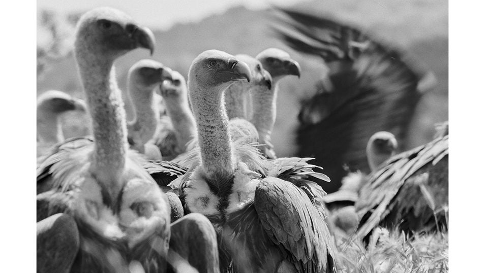 La población de aves carroñeras ha dejado atrás la escasez de alimentos que sufrieron por la retirada de cadáveres como consecuencia de la crisis de las vacas locas