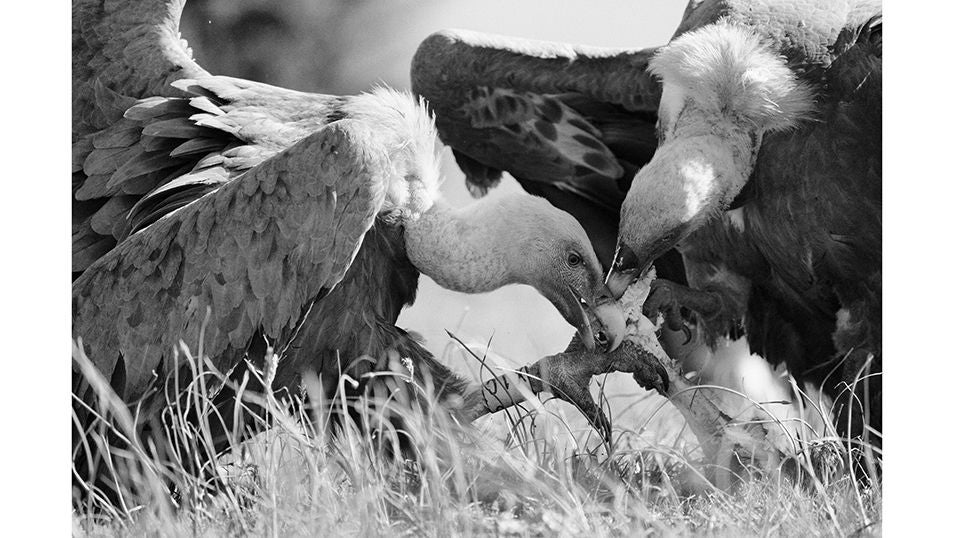 Dos ejemplares se disputan los restos de un animal