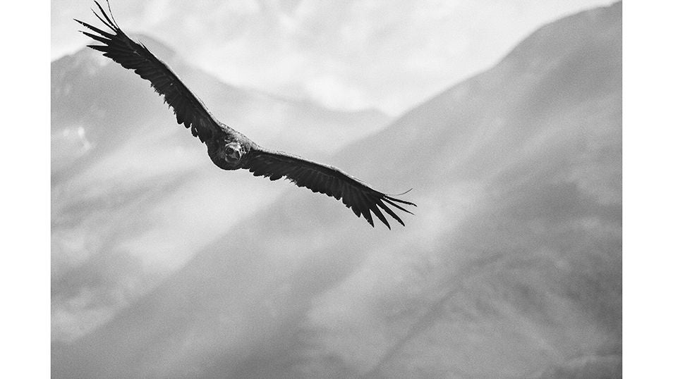 El majestuoso vuelo de un buitre entre las cimas del Pirineo leridano