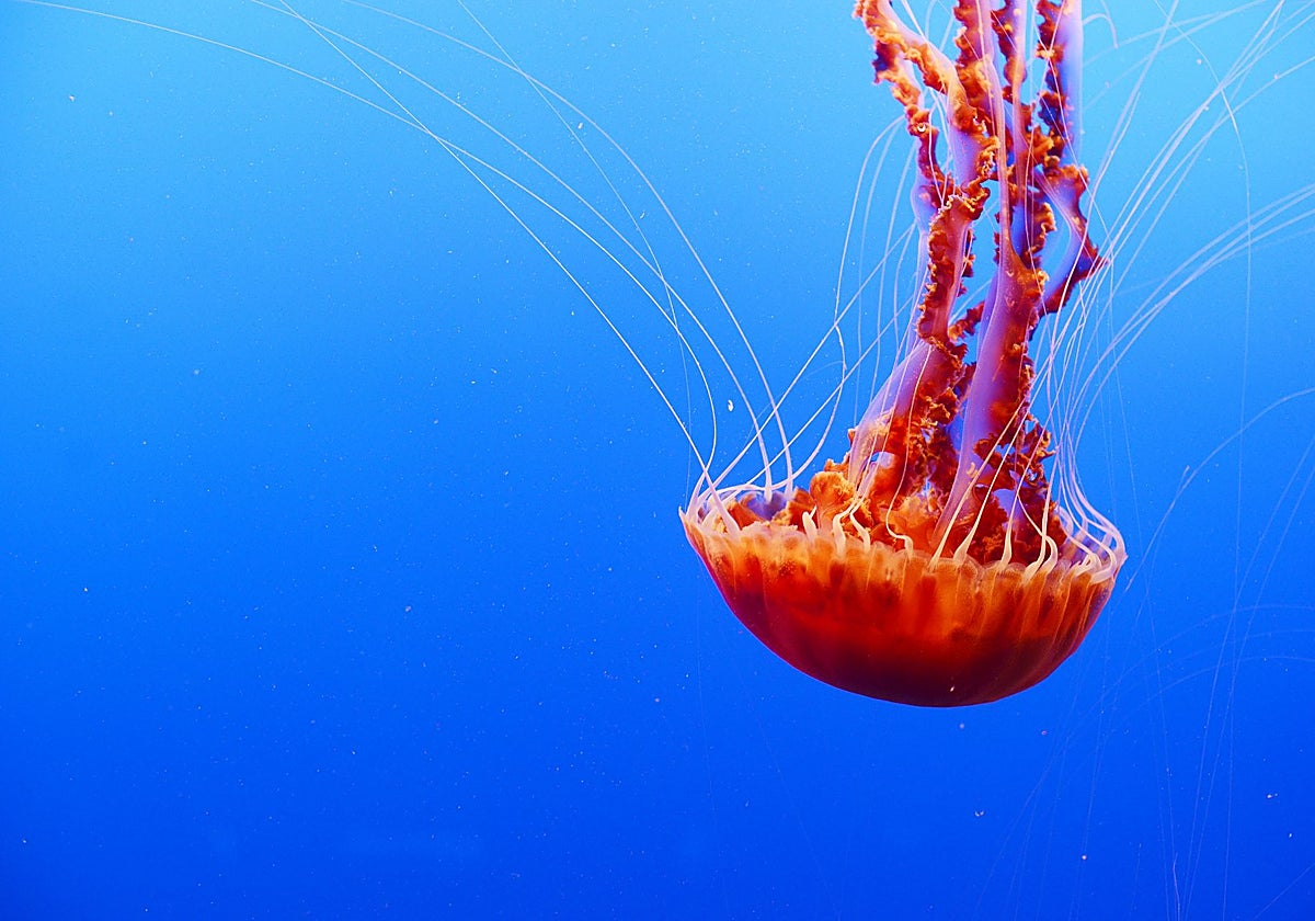 Estas criaturas fascinan tanto por su belleza como por los riesgos que pueden representar para los bañistas