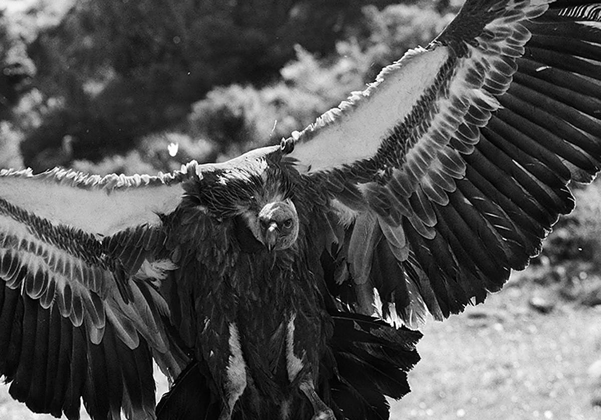 PIRINEO LERIDANO, ESPAÑA - JUNIO 2024. Buitres negros, leonados, alimoches y quebrantahuesos, en un muladar gestionado por la fundación Trenca
