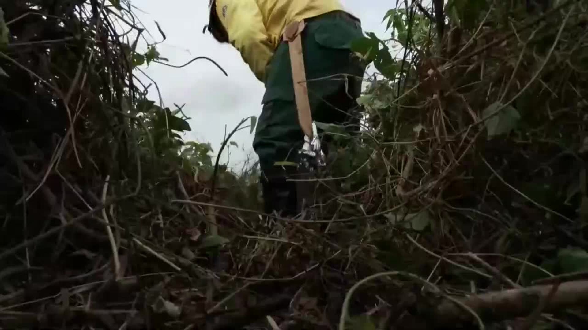 Una caída de la temperatura y una llovizna ayudan a combatir el fuego en el Pantanal