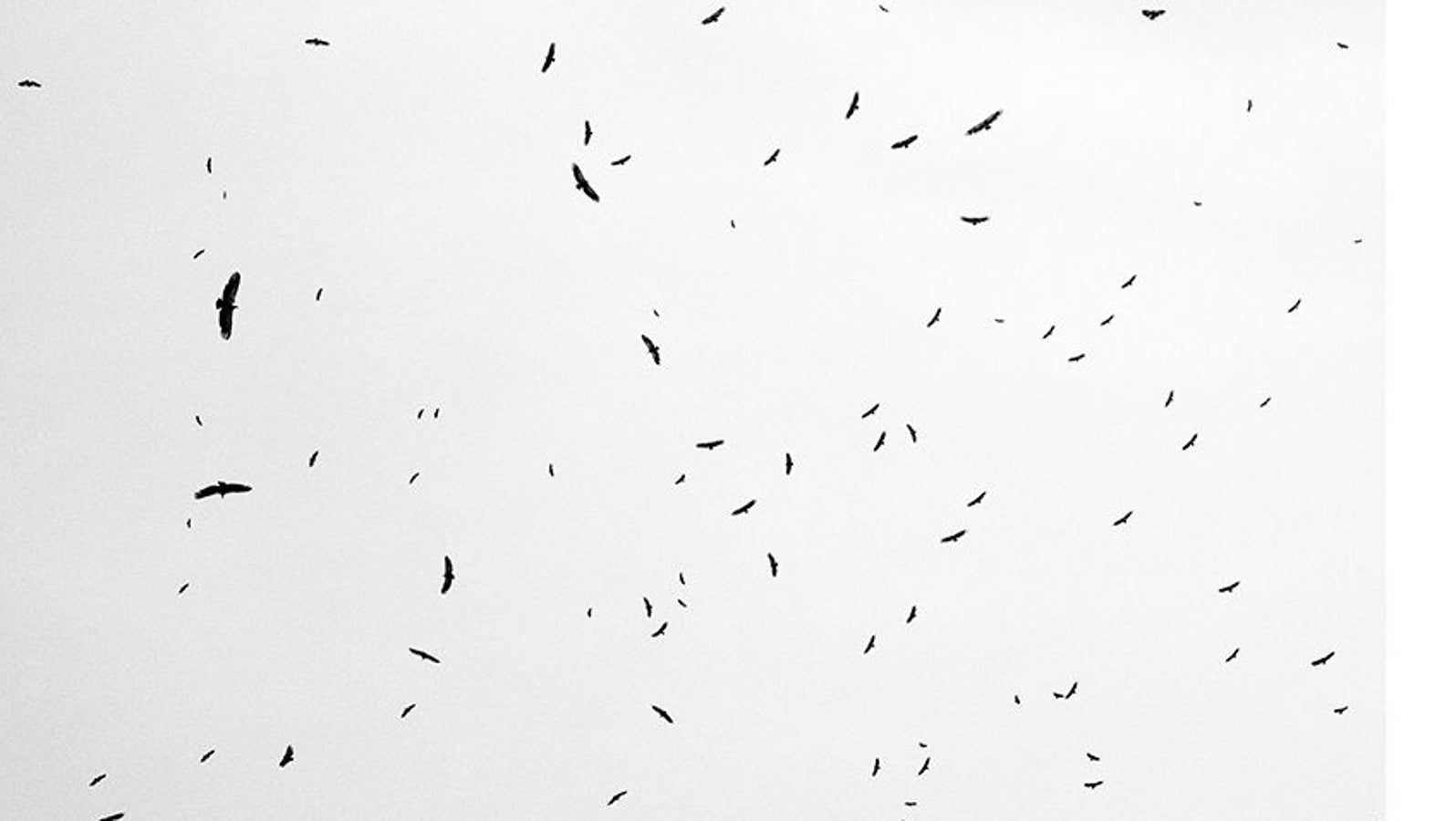 Buitres Negros, leonados, alimoches y quebrantahuesos sobrevuelan un muladar