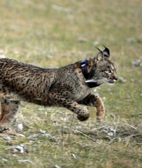 Imagen secundaria 2 - Como director del programa LIFE, Simón fue la cabeza visible del éxito o fracaso de la especie. En las imágenes, en 2006 en Doñana y en 2004 durante una conferencia sobre el lince ibérico.