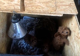La parcela de los horrores: la Guardia Civil desmantela una trama de venta ilegal de cachorros por toda España y detiene a dos personas