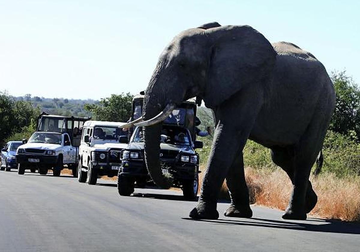 Un elefante cruzando la carretera en el Parque Nacional Kruger, a unos 70 km de la ciudad de Nelspruit (Sudáfrica)