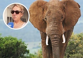 La madre del turista español aplastado por un elefante, rota de dolor: «Le pilló de imprevisto»