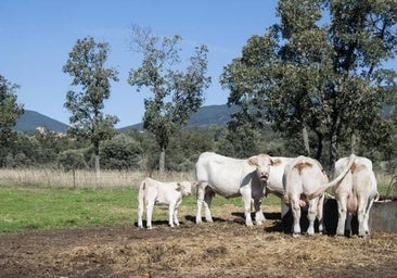 Dinamarca será el primer país que tasará los eructos y flatulencias del ganado contra el efecto invernadero