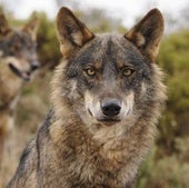 La Justicia europea avala la prohibición de la caza del lobo sin excepciones hasta que su estado de conservación sea favorable