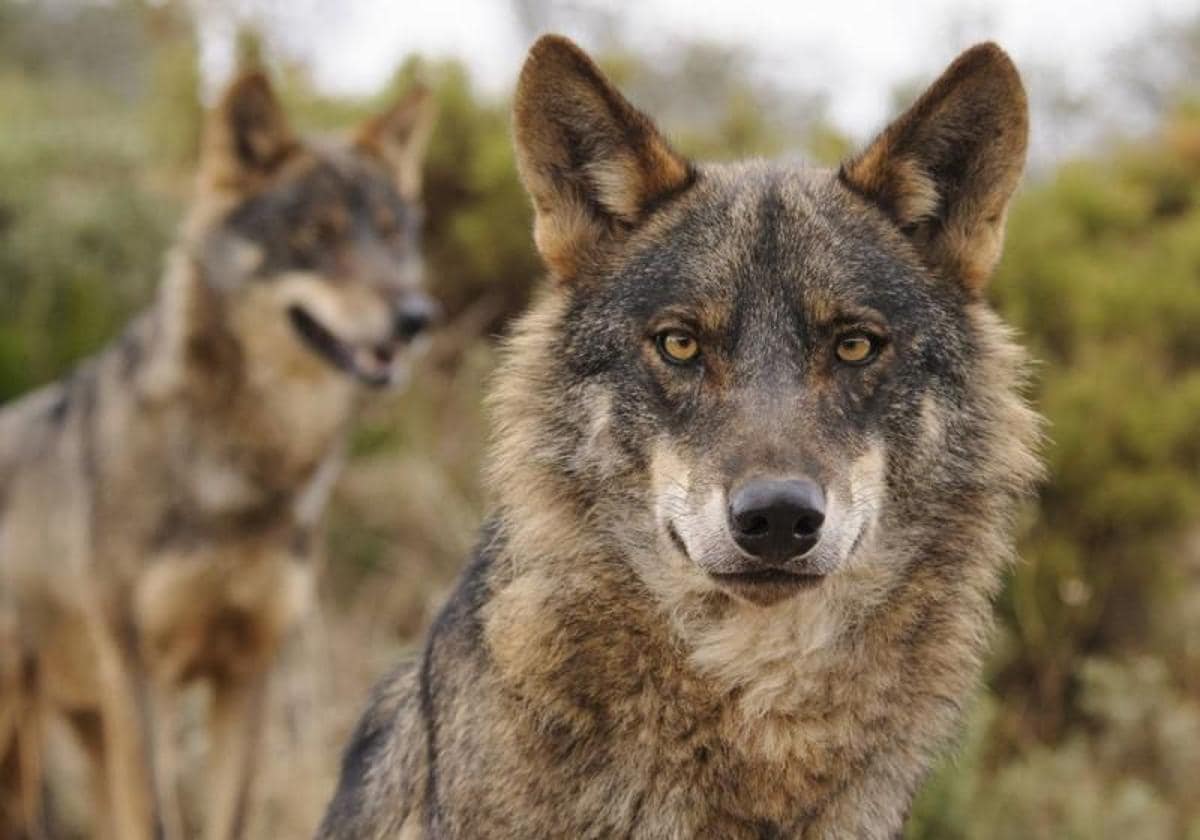 que perro caza lobos