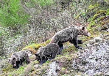 Muere una joven tras ser atacada por un oso que la arrastró a un barranco de difícil acceso en Rumania