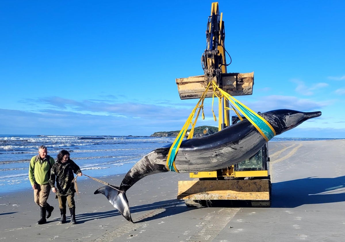 La ballena picuda de Bahamonde encontrada en Nueva Zelanda