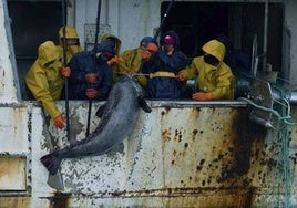 Naufragio por el róbalo de profundidad: el pez que buscaban los tripulantes en las aguas de las islas Malvinas