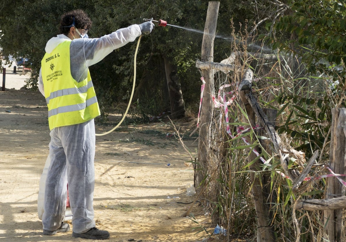 Tareas de fumigación en La Puebla del Río (Sevilla) tras el fallecimiento de una mujer por el virus del Nilo