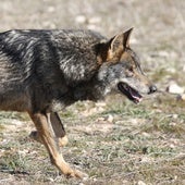 La Justicia europea declara ilegal la ley de Castilla y León que permite la caza del lobo