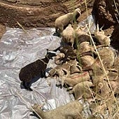 La propagación de la plaga de peste de pequeños rumiantes obliga a Grecia a imponer restricciones a nivel nacional