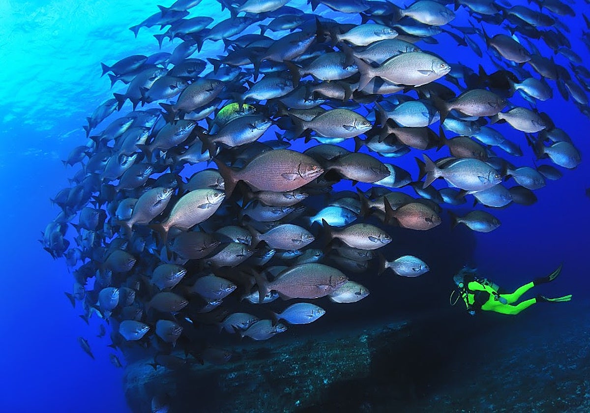 Buceadora en cardumen de chopas, Mar de las Calmas, El Hierro