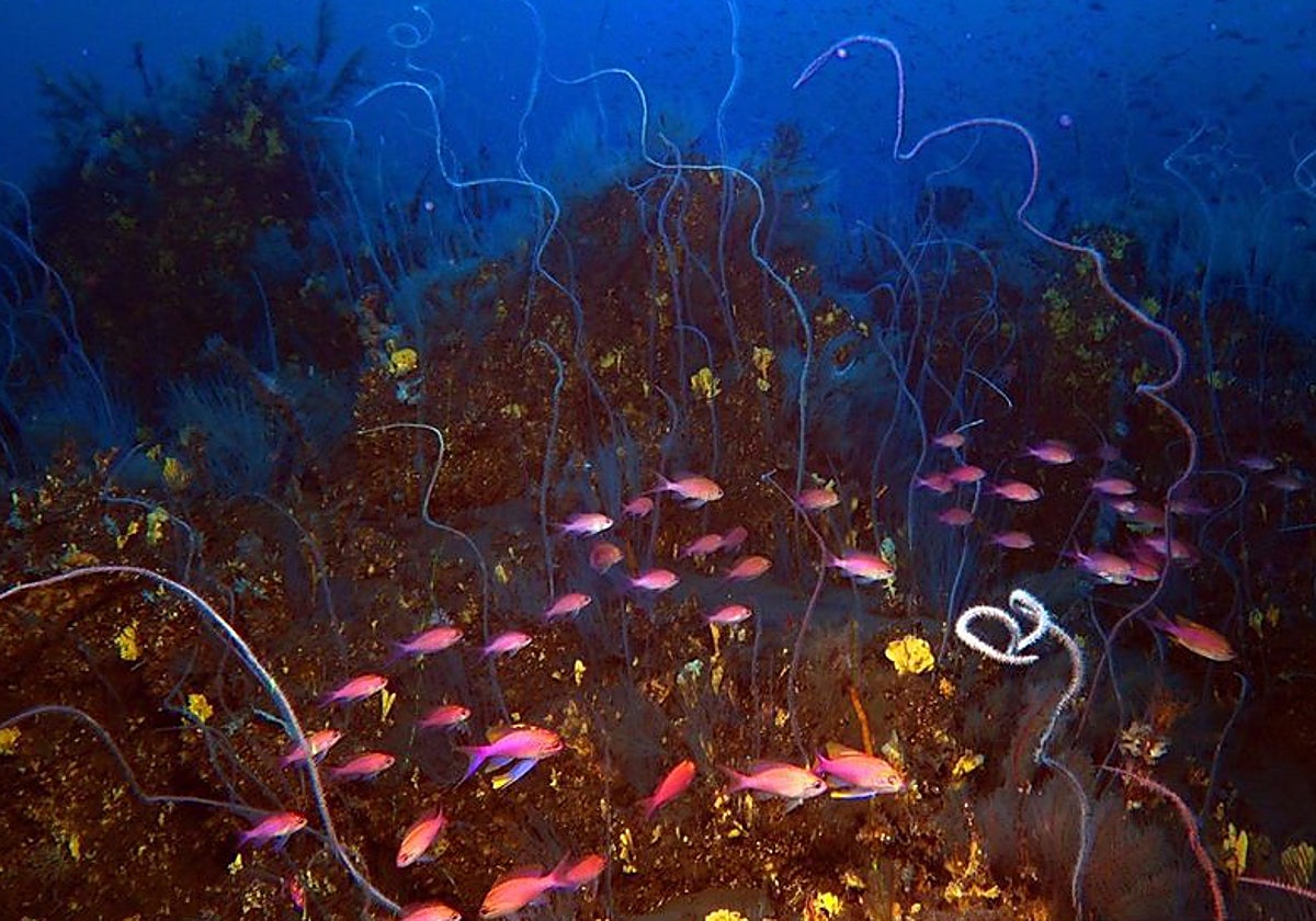 Imagen de los corales y peces en el delta lávico del volcán Tajogaite