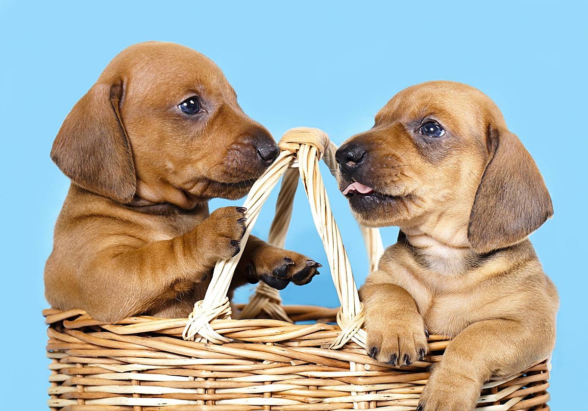 La etapa en la que son más vulnerables: la de cachorro