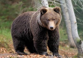 El ministro de Medio Ambiente italiano critica la muerte de un oso que atacó a un turista francés: «No es la solución»