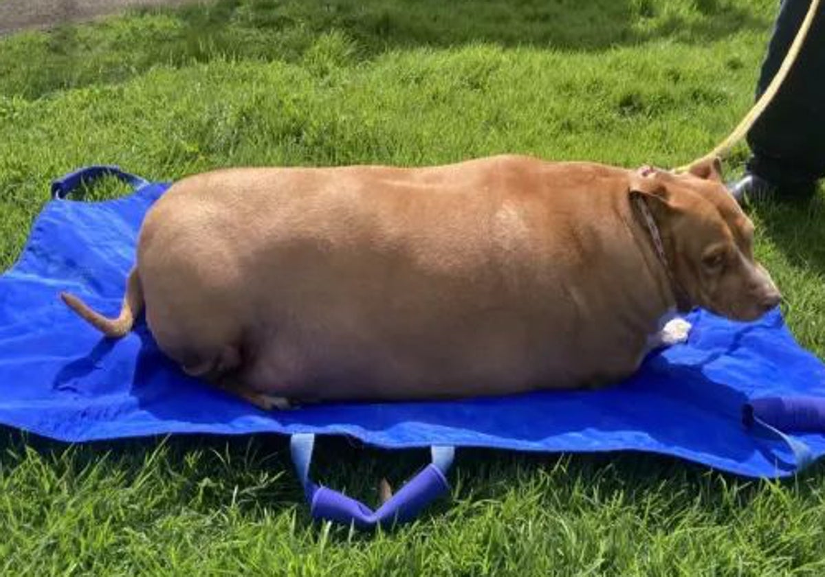 Nuggi, el perro con sobrepeso