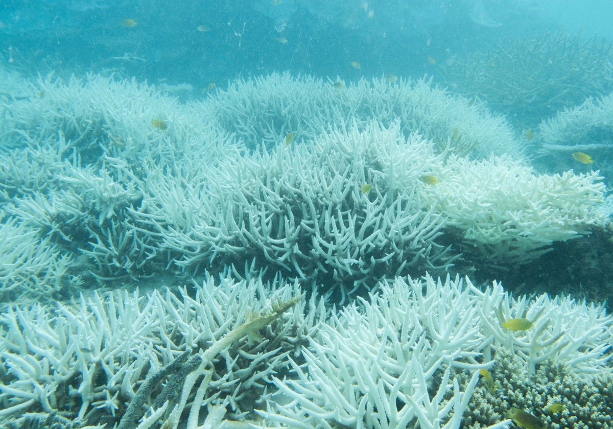 Coral blanco de la Gran Barrera de Coral Australiana fotografiado en 2024