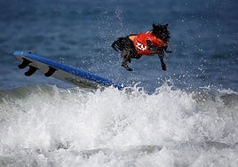 Desde canicross hasta surf: cinco deportes divertidos para jugar con tu perro este verano
