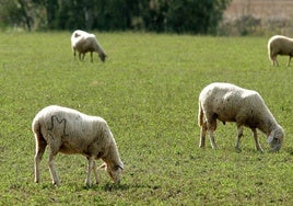 Grecia pide ayuda a sus socios europeos para hacer frente a la epidemia de peste de pequeños rumiantes