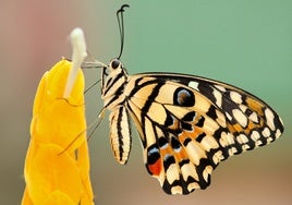 El número de mariposas en Reino Unido se reduce a mínimos históricos