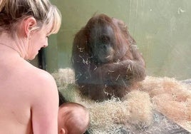 Treinta mujeres enseñan cómo dar el pecho a una orangután en un zoo de Dublín