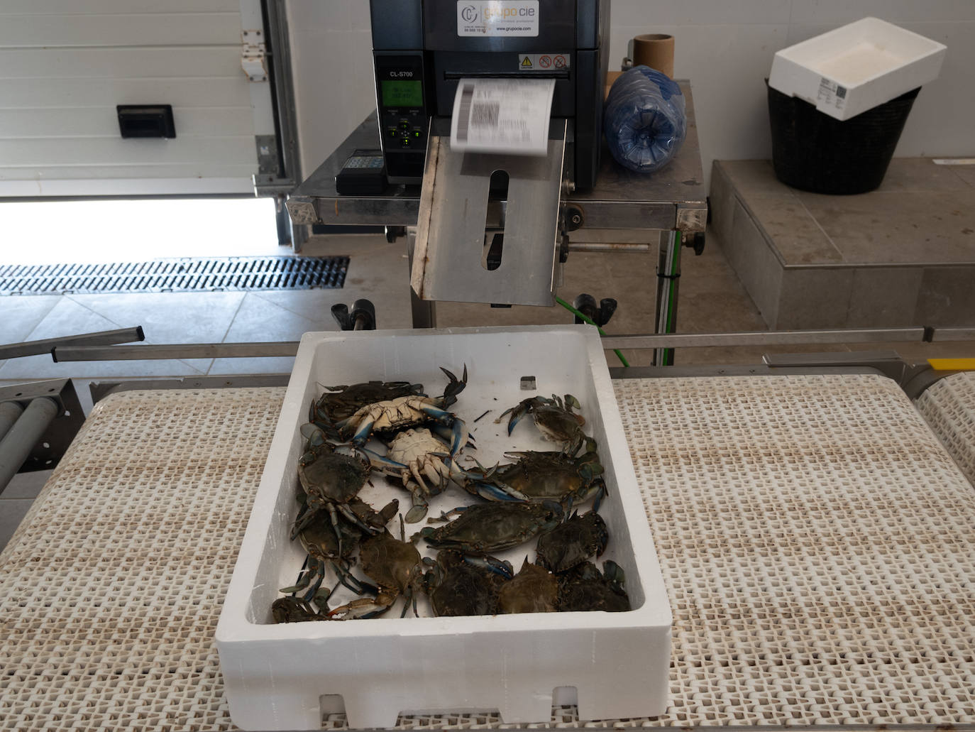 Una de las cajas de la especie invasora, el cangrejo azul, durante la subasta 