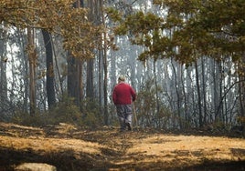 El fuego da un respiro a España en 2024: desciende un 45% la tierra quemada y es el segundo mejor año de la última década