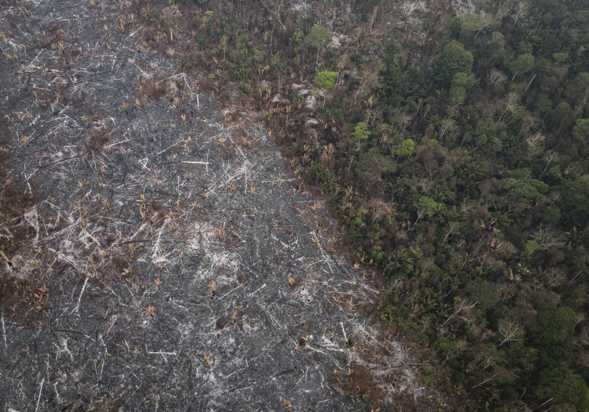Zona destruida por incendios de una zona del Parque Estatal Guajará Mirim este miércoles, en Nova Mamoré