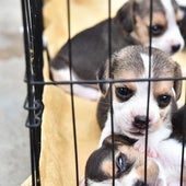 Multas de hasta 200.000 euros por comprar un perro en una tienda