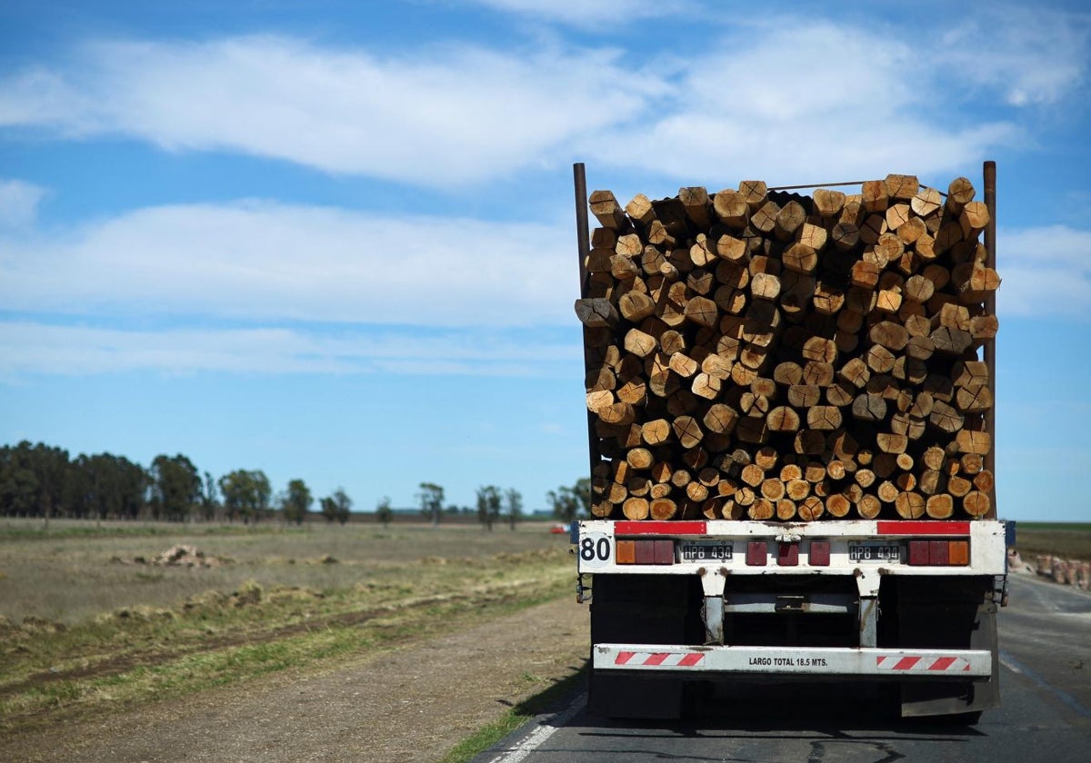 Un camión transporta madera en Argentina