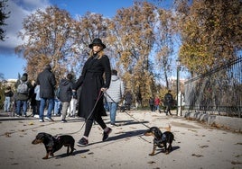 Día mundial de los animales: España obtiene un notable de ciudades 'Pet friendly'