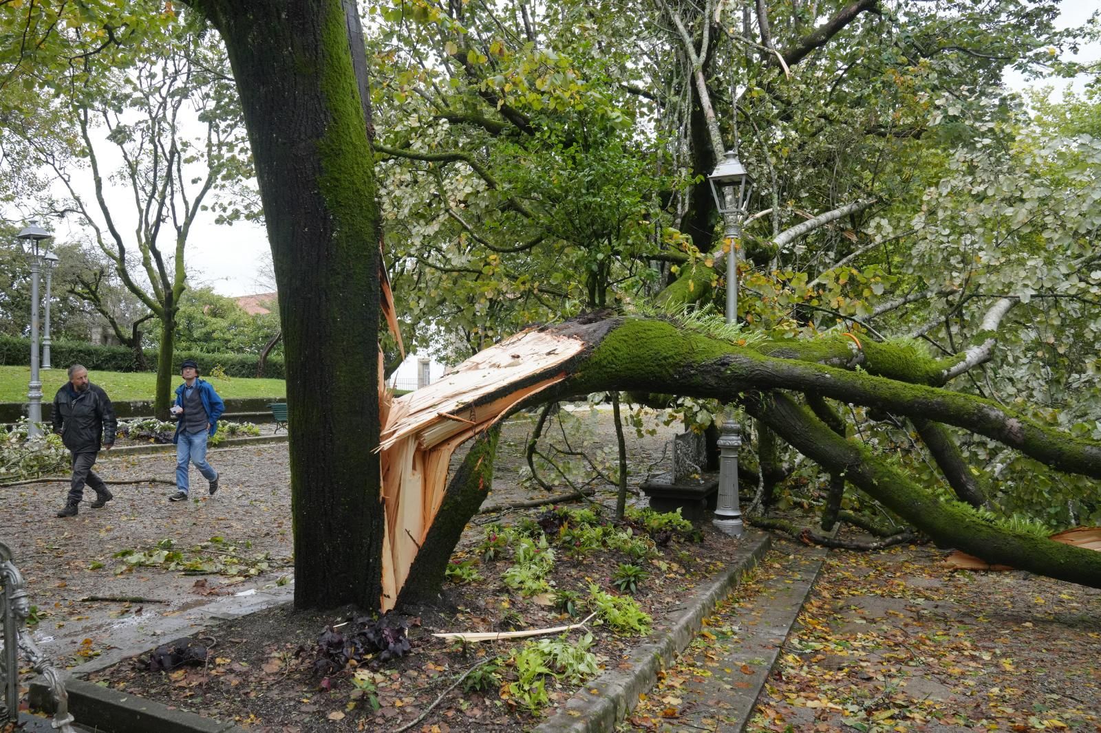 Un árbol partido a causa del viento en el parque de la Alameda, en Santiago de Compostela