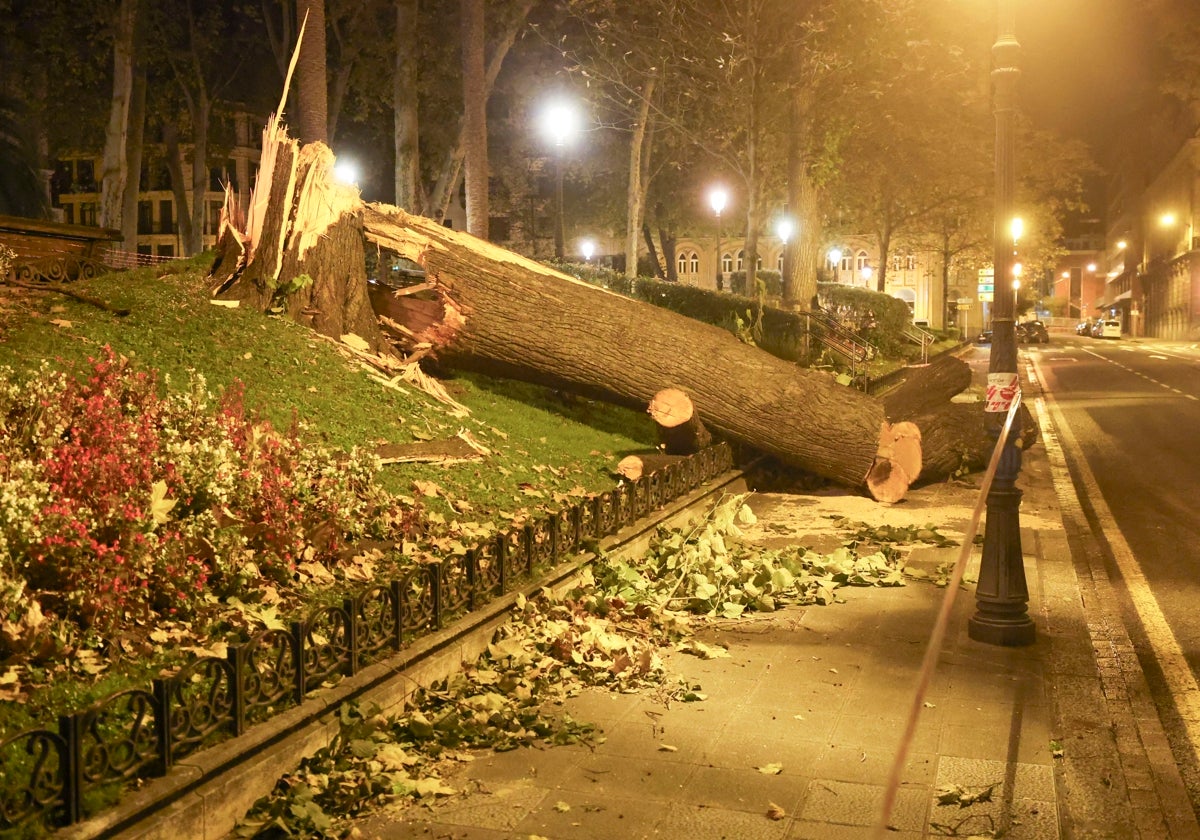 Un árbol caído en la noche del martes al miércoles en una céntrica plaza de Bilbao, como consecuencia de la borrasca Kirk