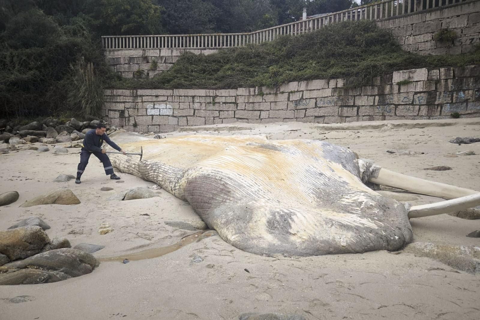 La borrasca lleva a una playa de Sangenjo una ballena de 15 metros en descomposición