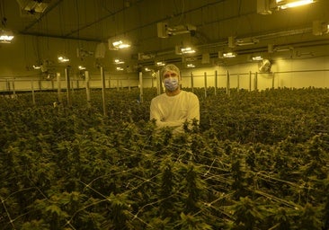 Ingeniería vegetal para crear cannabis terapéutico 'premium'